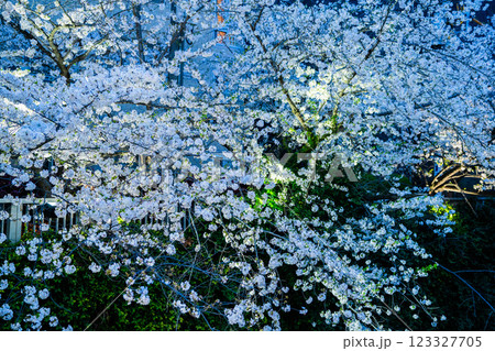 満開の桜並木 満開の桜並木 123327705