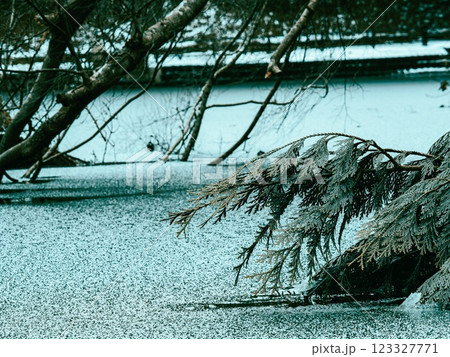 冬の静寂：凍てつく湖と枝の調和 123327771