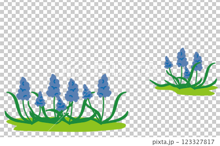 Muscari flower background illustration material Muscari flower background illustration material 123327817