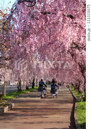 日中線のしだれ桜並木（福島県・喜多方市） 123328075