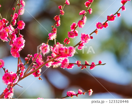 紅梅 紅梅 123328446