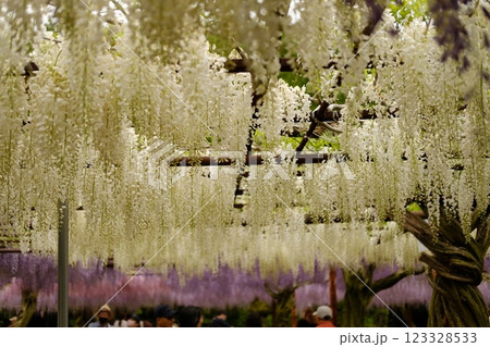 満開に咲く藤の花 満開に咲く藤の花 123328533