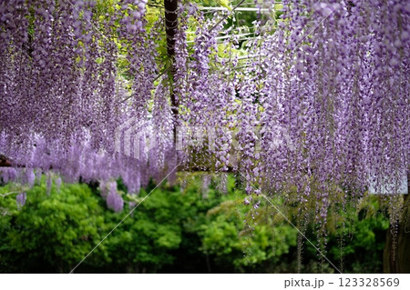満開に咲く藤の花 満開に咲く藤の花 123328569