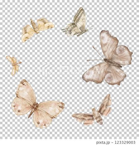 Butterflies Monarch and other flying on white background. Set of delicate cute beige brown butterflies. Hand drawn watercolor illustration on isolated white background. Template for print or frame. 123329003