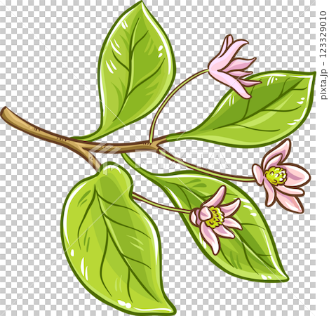 Schisandra Branch Berries and Leaves Colored Detailed Illustration. Organic natural nutritional healthy food ingredient, vegetarian diet product. Schisandra Branch Berries and Leaves Colored Detailed Illustration. Organic natural nutritional healthy food ingredient, vegetarian diet product. 123329010