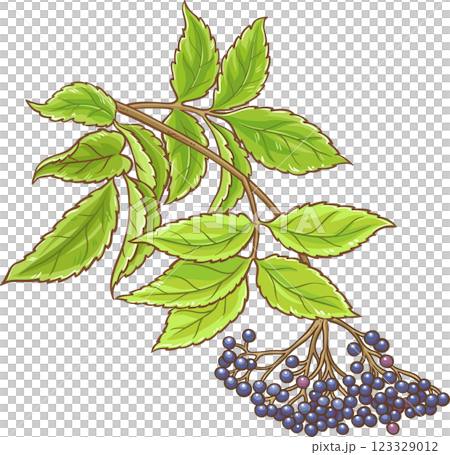 Elderberry Branch with Berries and Leaves Colored Detailed Illustration. Organic natural nutritional healthy food ingredient, vegetarian diet product. Elderberry Branch with Berries and Leaves Colored Detailed Illustration. Organic natural nutritional healthy food ingredient, vegetarian diet product. 123329012