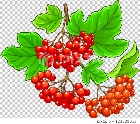 Guelder Rose Branch Colored Detailed Illustration. Vector isolated for design or decoration. Guelder Rose Branch Colored Detailed Illustration. Vector isolated for design or decoration. 123329013