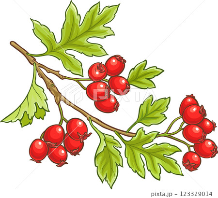 Hawthorn Branch Colored Detailed Illustration. 123329014