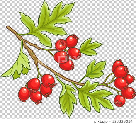 Hawthorn Branch Colored Detailed Illustration. 123329014