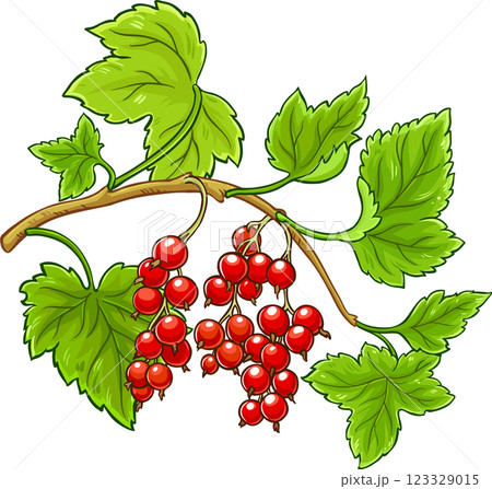 Red Currant Branch with Berries and Leaves Colored Detailed Illustration. Organic natural nutritional healthy food ingredient, vegetarian diet product 123329015