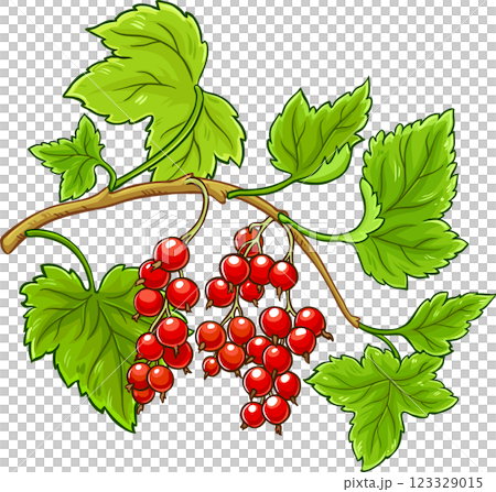 Red Currant Branch with Berries and Leaves Colored Detailed Illustration. Organic natural nutritional healthy food ingredient, vegetarian diet product 123329015