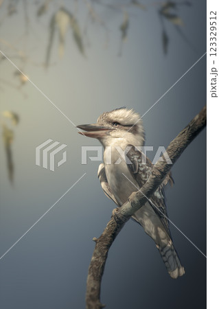Laughing Kookaburra 123329512