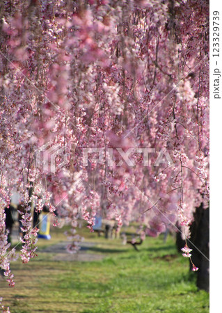 日中線のしだれ桜並木（福島県・喜多方市） 123329739