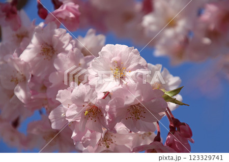 日中線のしだれ桜並木（福島県・喜多方市） 123329741