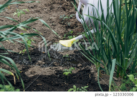 Watering tomato plant in vegetable garden. Organic gardening Watering tomato plant in vegetable garden. Organic gardening 123330306