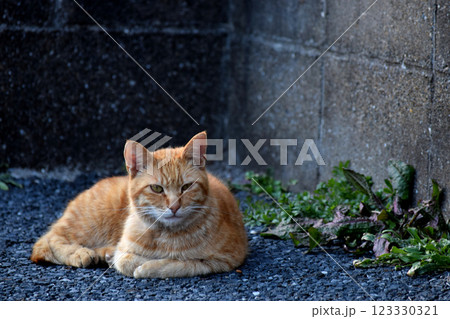猫のいる風景 猫のいる風景 123330321