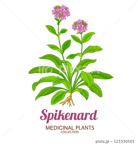 Spikenard Plant Colored Detailed Illustration 123330505