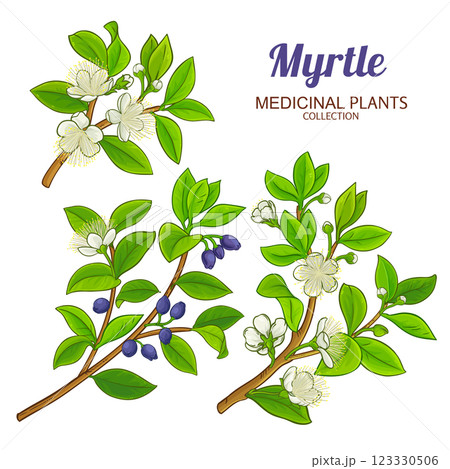 Myrtle Branch Colored Detailed Illustration 123330506