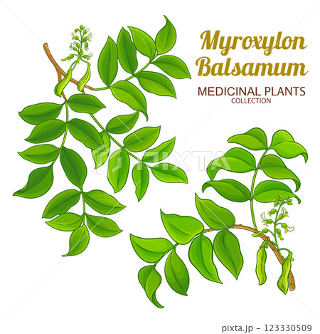 Myroxylon Branch Colored Detailed Illustration Myroxylon Branch Colored Detailed Illustration 123330509