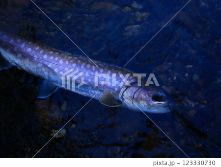 北海道の釣り　アメマス　 小型 雨鱒 123330730