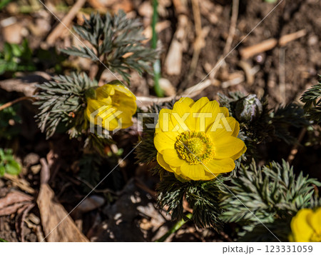 春の訪れを告げる福寿草 春の訪れを告げる福寿草 123331059