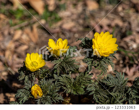 春の訪れを告げる福寿草 123331063