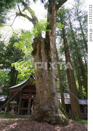 信州　諏訪　諏訪大社　贄掛けの欅　樹齢千年の古木　諏訪神社の総本山 123331232