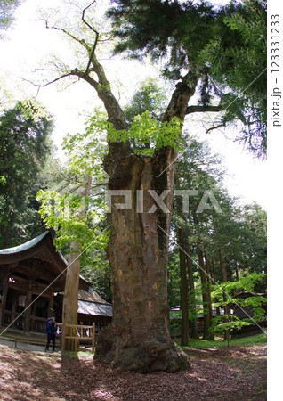 信州 諏訪 諏訪大社 贄掛けの欅 樹齢千年の古木 諏訪神社の総本山 信州 諏訪 諏訪大社 贄掛けの欅 樹齢千年の古木 諏訪神社の総本山 123331233