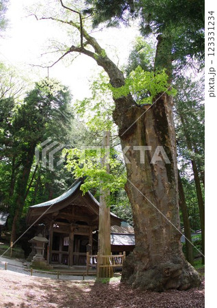 信州　諏訪　諏訪大社　贄掛けの欅　樹齢千年の古木　諏訪神社の総本山 123331234