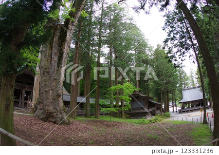 信州 諏訪 諏訪大社 贄掛けの欅 樹齢千年の古木 諏訪神社の総本山 信州 諏訪 諏訪大社 贄掛けの欅 樹齢千年の古木 諏訪神社の総本山 123331236