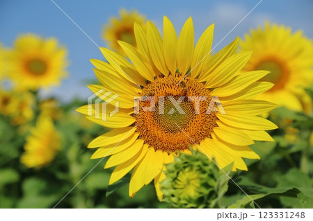 大牟田市　ひまわり畑、 123331248