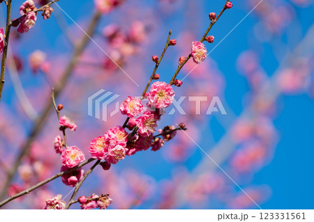 青空に映える梅の花 青空に映える梅の花 123331561