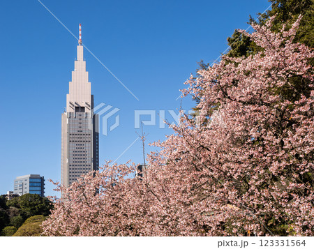 青空の下で満開を迎えた早咲きの桜と高層ビル 青空の下で満開を迎えた早咲きの桜と高層ビル 123331564