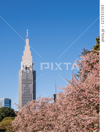 青空の下で満開を迎えた早咲きの桜と高層ビル 123331565