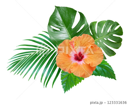 Orange Hibiscus flowers with green leaves arrangement isolated on white background 123331636