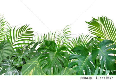 Tropical green leaves arrangement nature backdrop isolated on white background 123331637