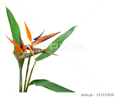 Bird of Paradise tropical floral design for card and decoration 123331638
