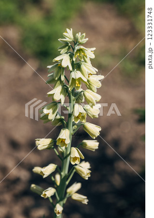 Blooming fritillaria persica Ivory Bells with creamy green flowers in garden Blooming fritillaria persica Ivory Bells with creamy green flowers in garden 123331748