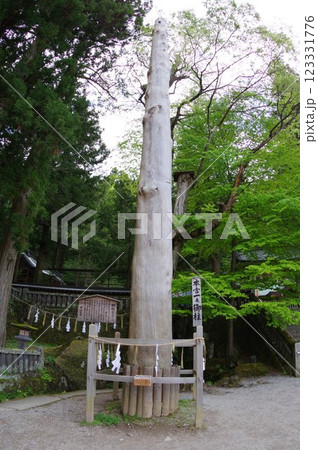 信州 諏訪 諏訪大社 御柱の木 諏訪神社の総本山 信州 諏訪 諏訪大社 御柱の木 諏訪神社の総本山 123331776
