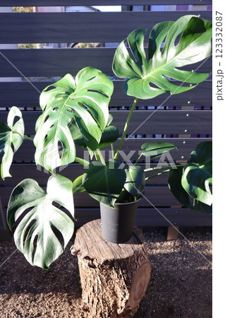 陽射しを浴びるモンステラ 123332087