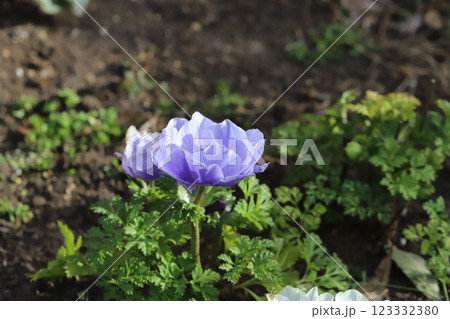 早春の庭に咲く薄紫色のアネモネの花 123332380