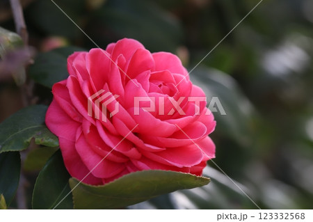 冬の庭に咲く八重咲きで濃いピンク色のツバキの花 123332568