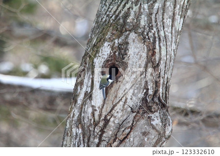 北海道の野鳥　巣穴を探すシジュウカラ 123332610