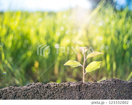 small tree sprout growing from the soil small tree sprout growing from the soil 123332802