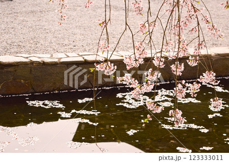 池に浮かぶ桜の花びら　京都　 123333011