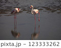 Flamingo bird in Ras Al Khor Dubai park on nature 123333262