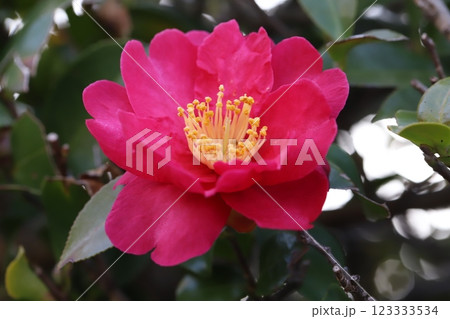 冬の庭に咲くピンク色のツバキの花 冬の庭に咲くピンク色のツバキの花 123333534