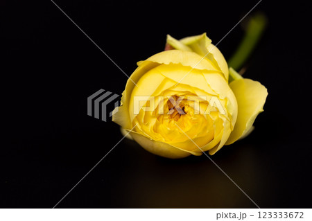 closeup on black background lies one yellow peony rose on a short stem unopened bud many petals garden flowers without leaves closeup on black background lies one yellow peony rose on a short stem unopened bud many petals garden flowers without leaves 123333672