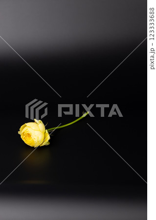 on black background lies one yellow peony rose on a short stem unopened bud many petals garden flowers without leaves on black background lies one yellow peony rose on a short stem unopened bud many petals garden flowers without leaves 123333688