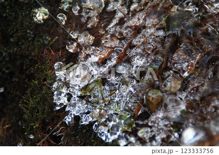 北海道の晩秋から初冬の風景　苔に付いた氷った水しぶき 123333756